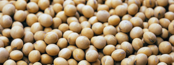 soybean-characteristics-items-software-commodity-trade